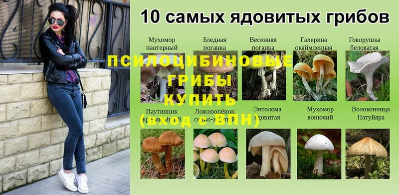 где можно купить   Верея  Псилоцибиновые грибы Cubensis 